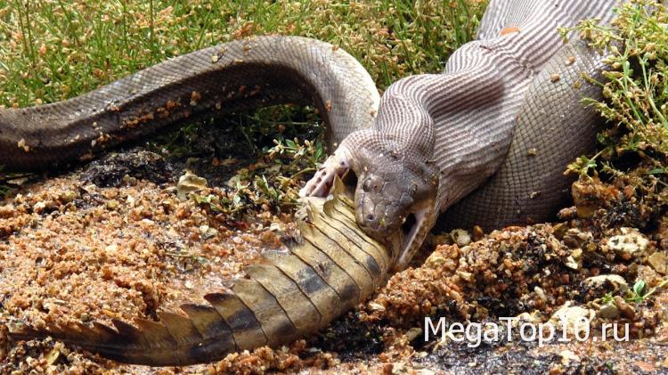 Самые невероятные фотографии из Австралии  - Змея может съесть крокодила