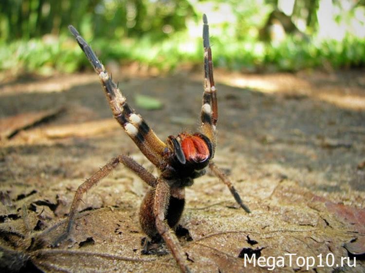 Самые редкие и опасные животные на планете - Бразильский странствующий паук