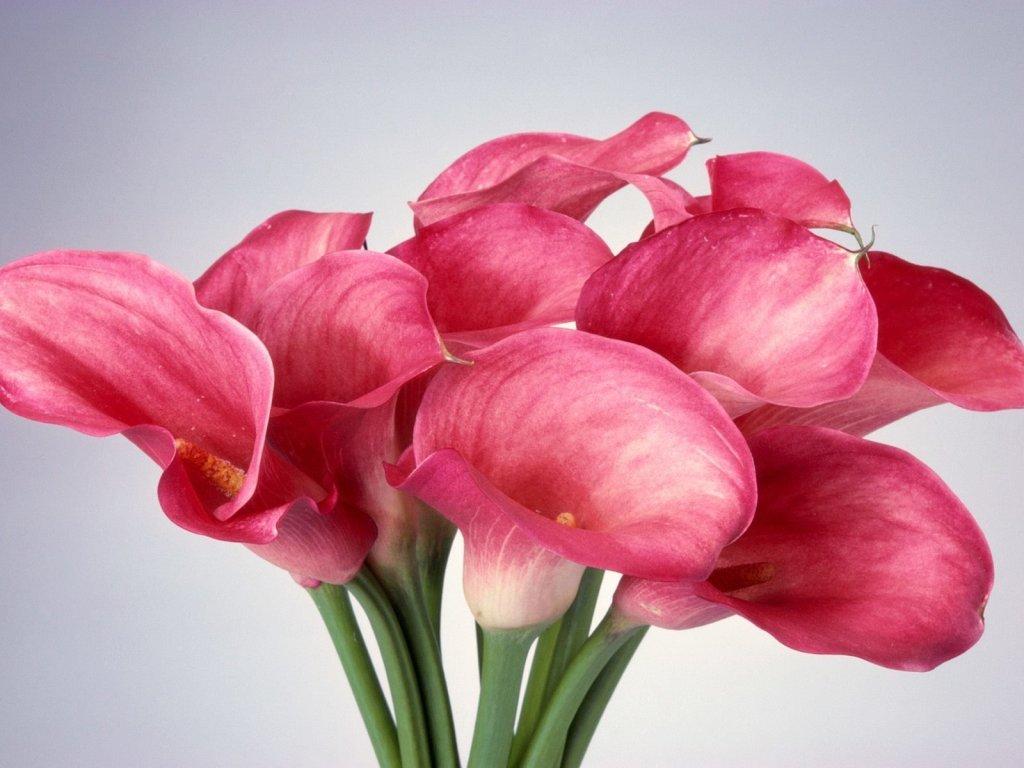 Самые красивые цветы в мире - Калла