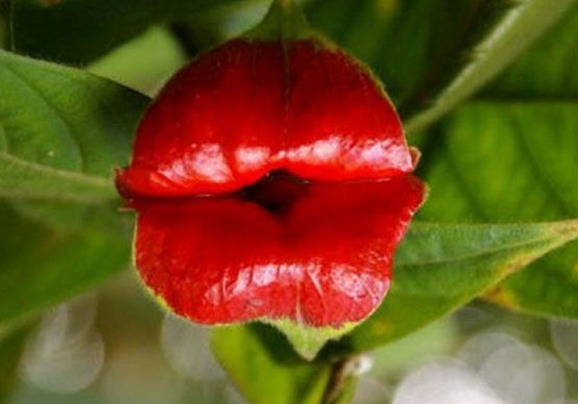 Самые необычные цветы в мире - Психотрия Возвышенная или как называют в народе «Красные губки» 