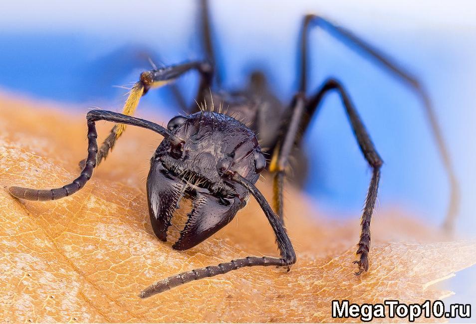 Самые опасные насекомые в мире - Муравей-пуля