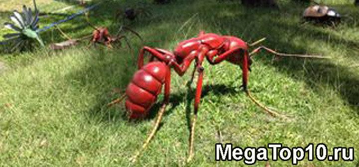 Самые опасные насекомые в мире - Огненные муравьи