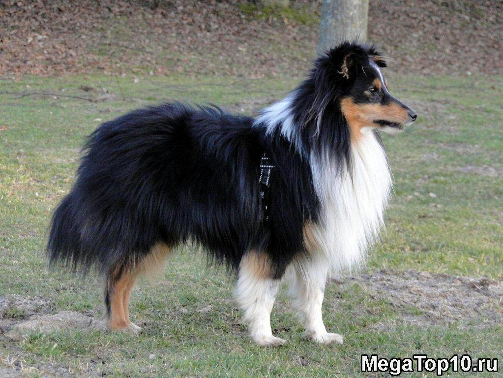 Самые умные породы собак в мире - Шетландская овчарка (шетли)