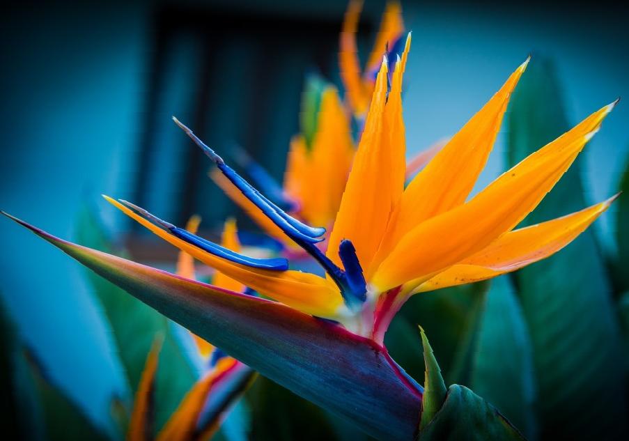 Самые необычные цветы в мире - Стрелитция или «Райская птица»