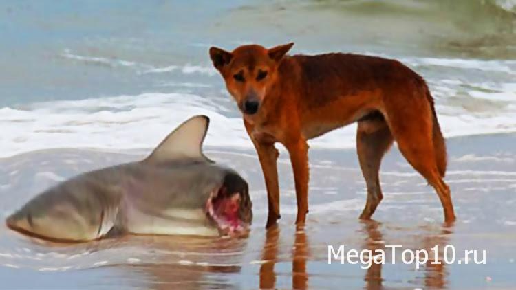Самые невероятные фотографии из Австралии  -  Динго ест акулу