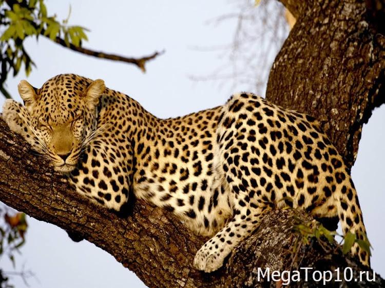 Самые редкие и опасные животные на планете - Леопард