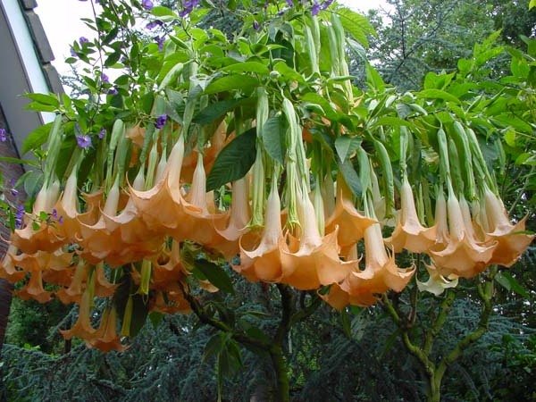 Самые необычные цветы в мире - Бругмансия 