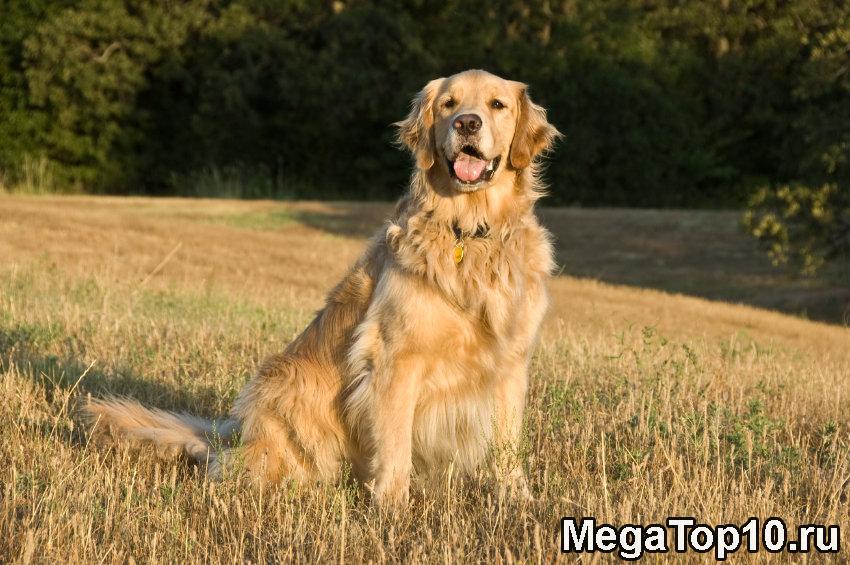 Самые умные породы собак в мире - Золотистый ретривер