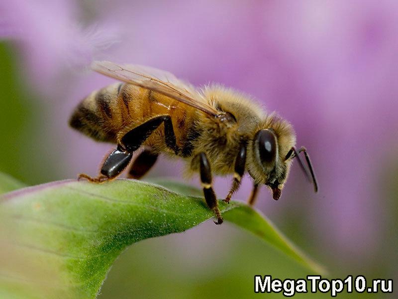 Самые опасные насекомые в мире - Африканизированная медовая пчела