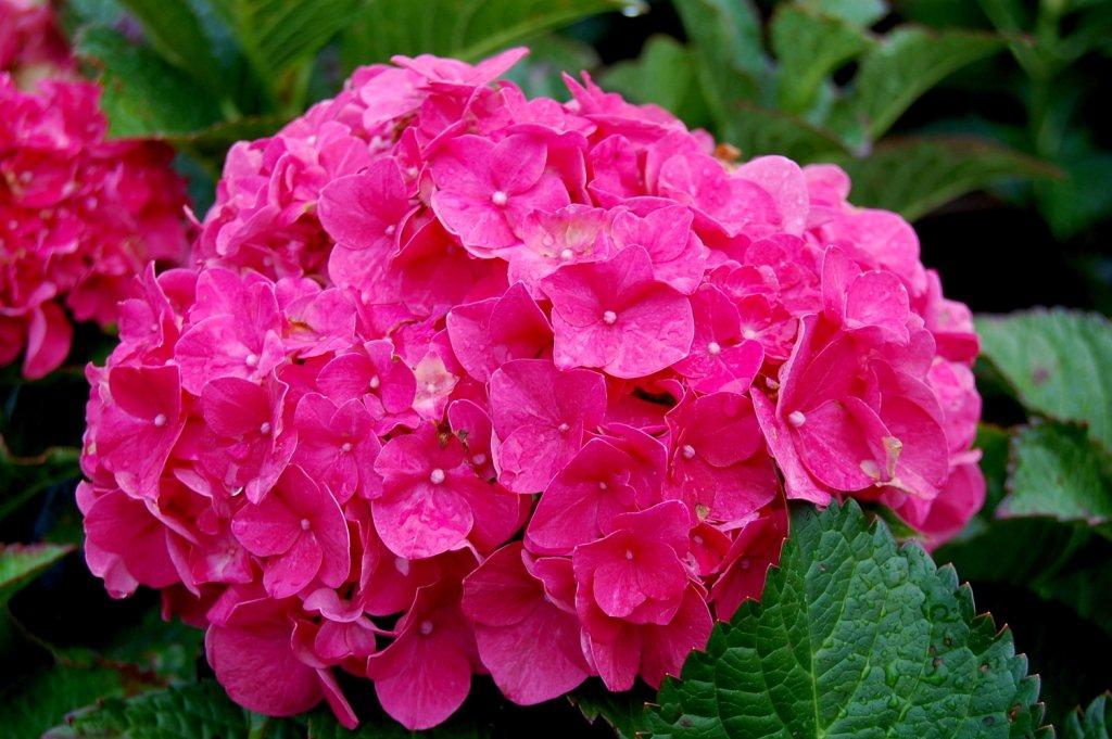 Самые красивые цветы в мире - Гортензия