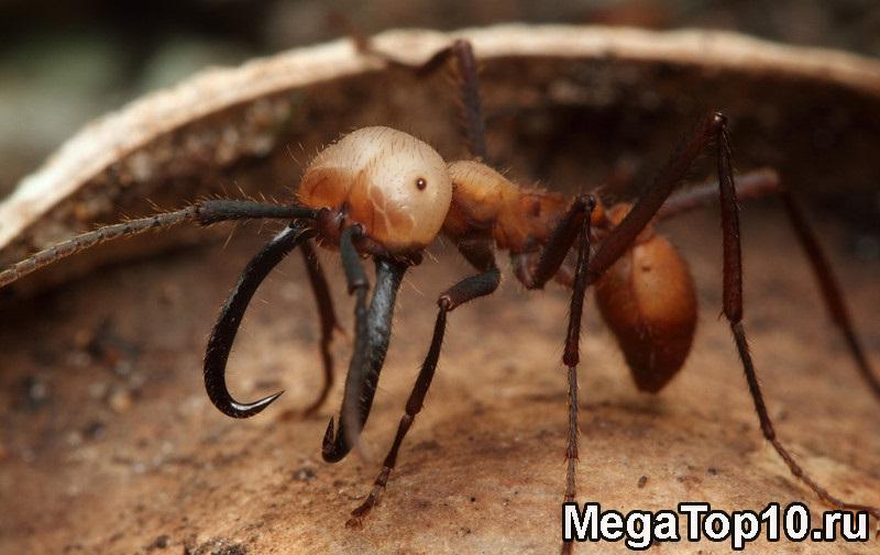 Самые опасные насекомые в мире - Армейские муравьи-солдаты