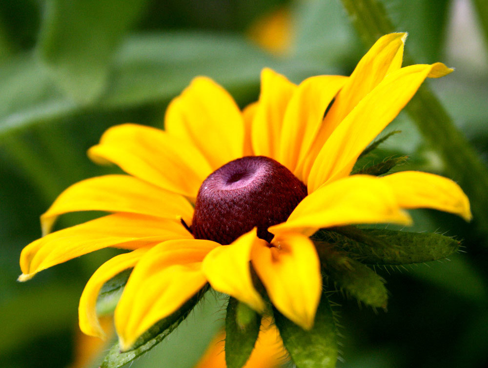 Самые красивые цветы в мире - Рудбекия