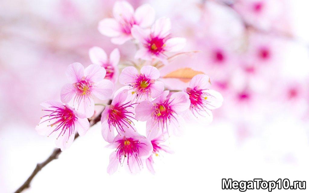 Самые красивые цветы в мире - Сакура